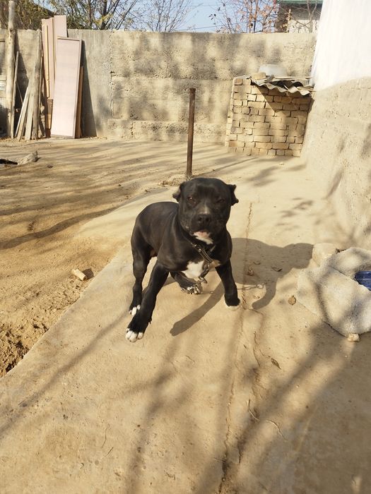 Питбулл сотилади