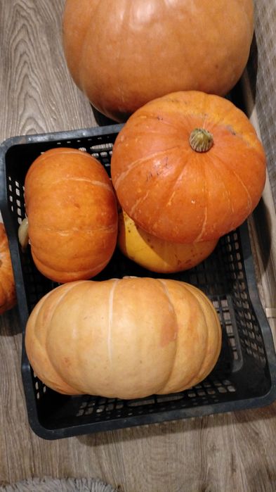 Тыква домашняя, тыква