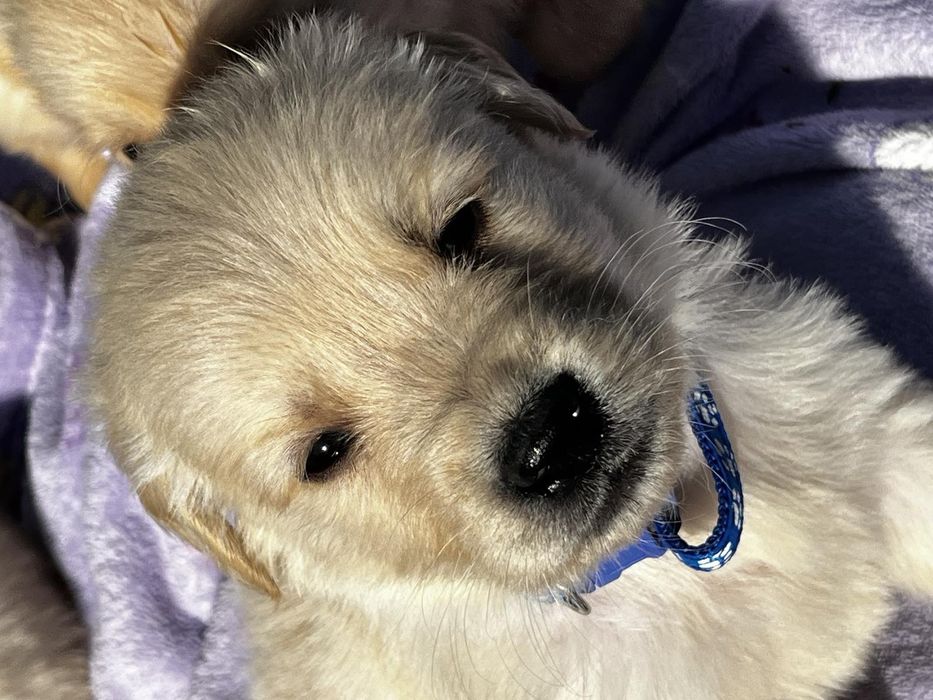 Чистокръвни Голдън ретривър идеален подарък за рождения ден или повод