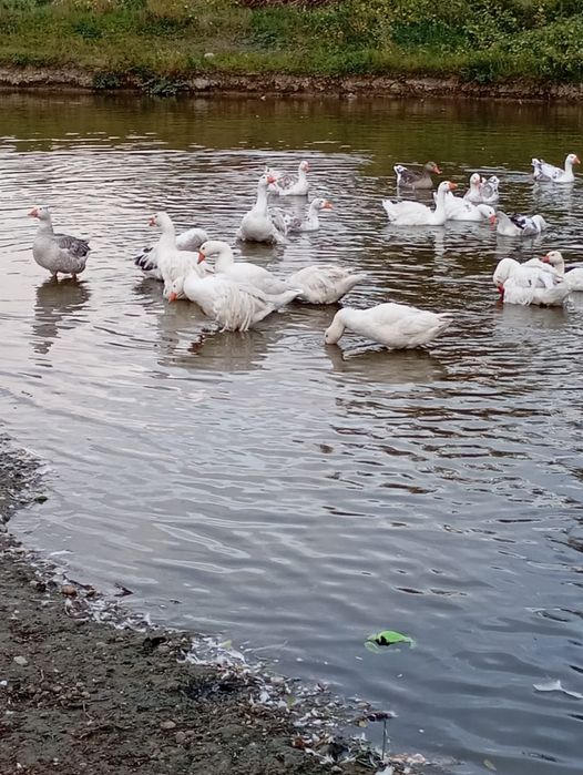 Vind gâște rominesti