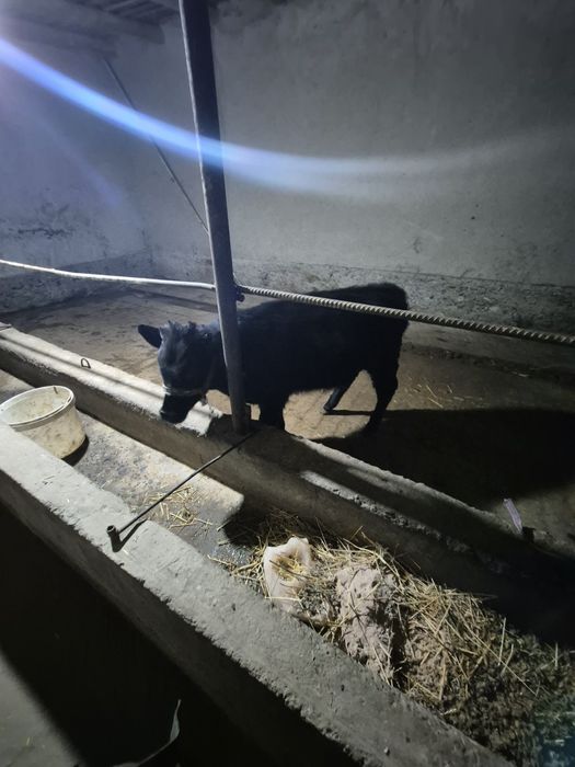 Ona bola sigir  va qornida 3 oylik bugoz