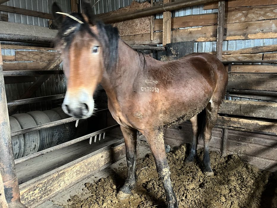 Продам Байтал Кокшетау….