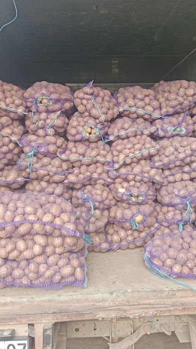 Продам Макаровский картошка сорт Галла