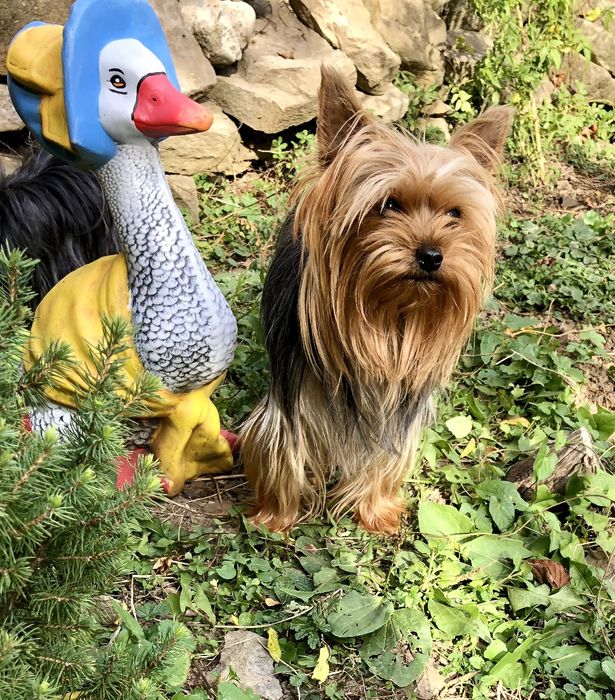 Йоркширски териер- Мини йорки