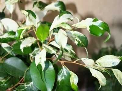 Изумительное деревце Изысканного и Неповторимого Фикуса Керли !