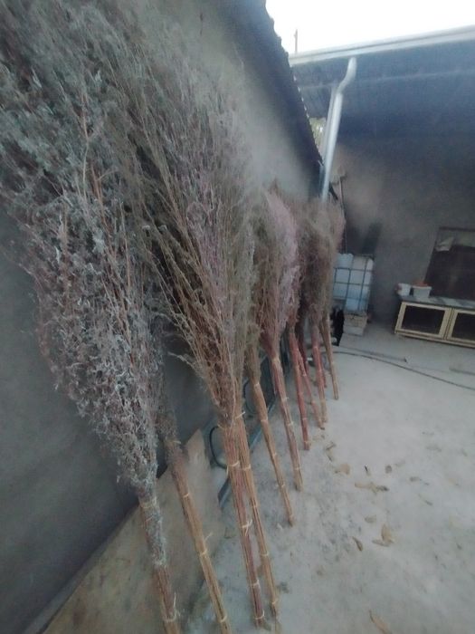 Веник сорго уличные.