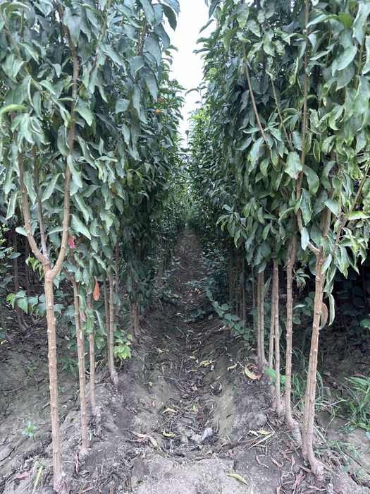 Кучатлар бор Ko’chatlar sotiladi Мевали ва Декотарив