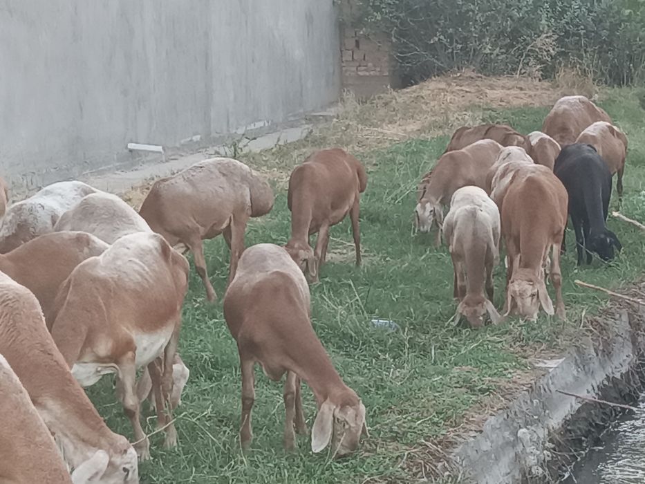 Авгон зотли куйлар