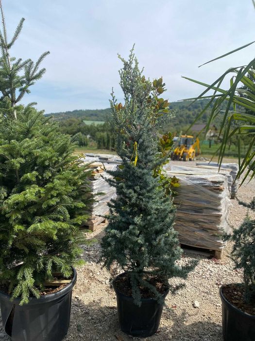 Plante ornamentale superbe pentru un spațiu verde plin de viață