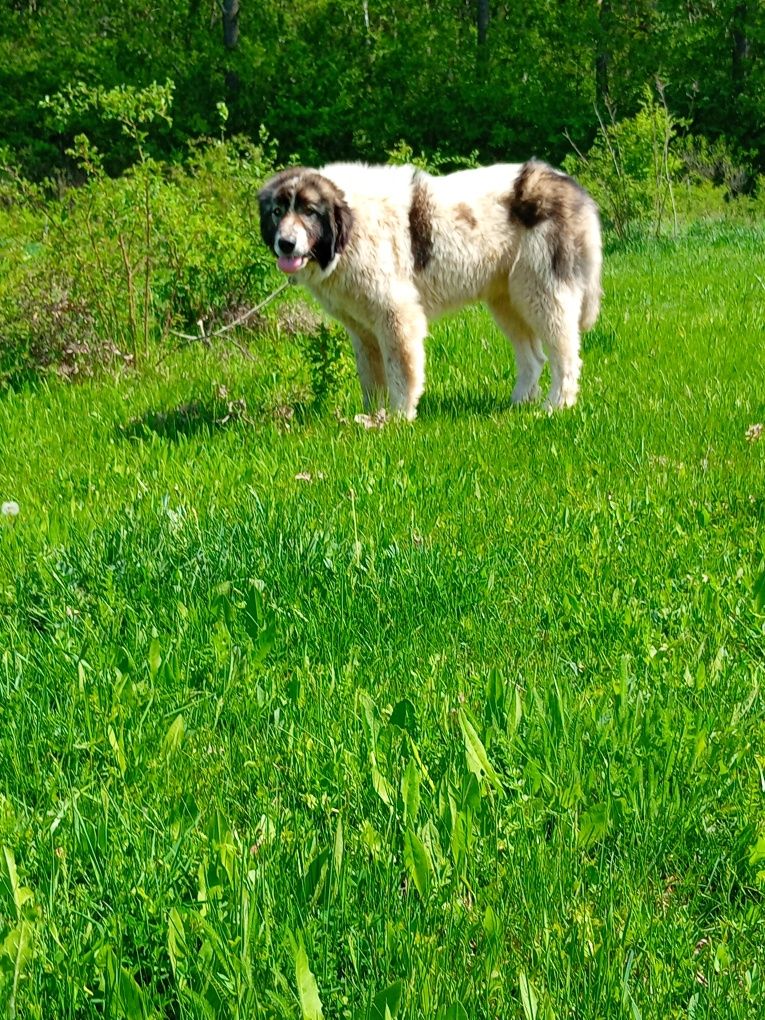 Vând catea de bucovina linie veche