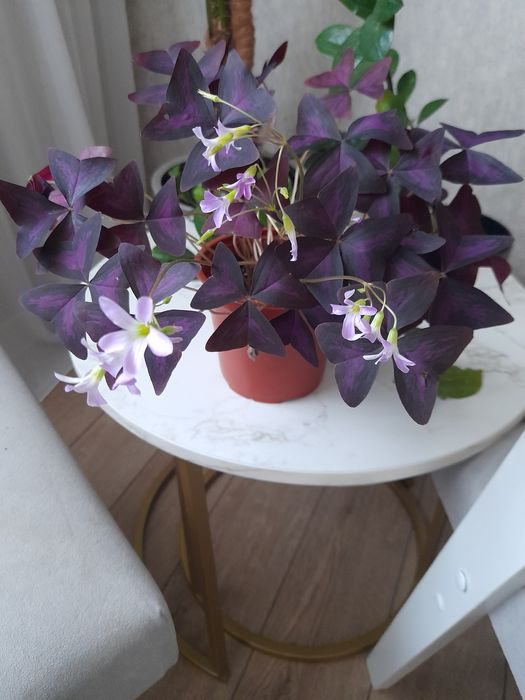 Продам комнатный цветок,,Кислица "