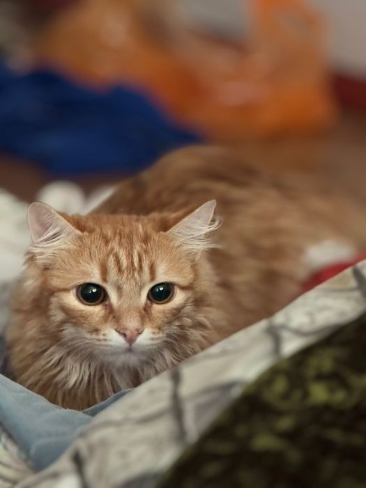 Отдам кошку в добрые руки