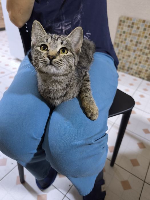 Маленькая кошечка ищет дом