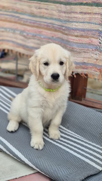 Pui Golden Retriever cu Pedigree