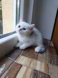 British shorthair cu pedigree golden si silver