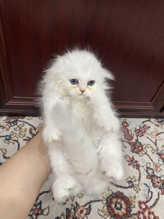 Хайленд скотиш фолд чистокровный