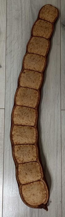 Для колекции африканское дерево семена