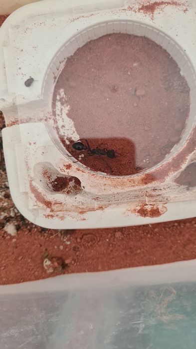 Myrmecia forficata | муравей-бульдог