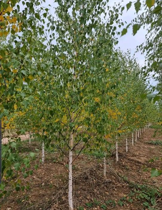 Vând mesteacăn alb ornamental diferite dimensiuni