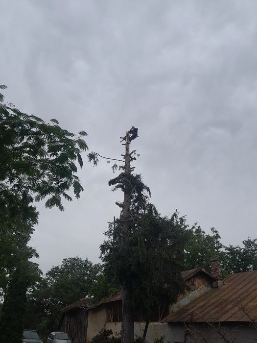 Taiere toaletare evacure tocare etc