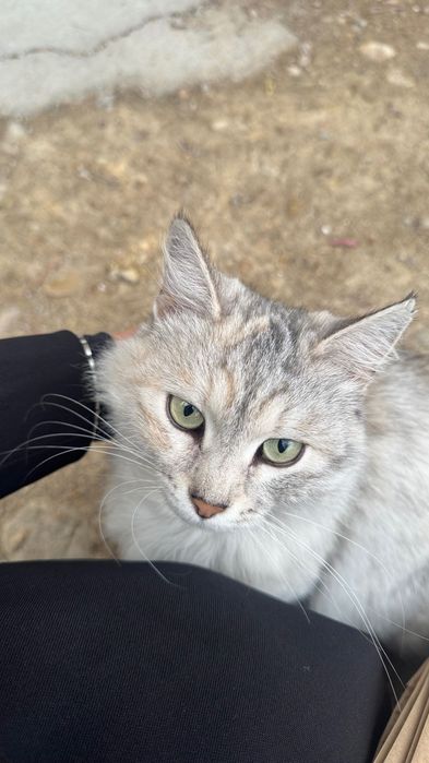 Кошка персидская