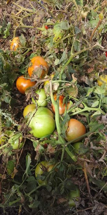 Продам помидоры,Черри,розовые,стаканчики