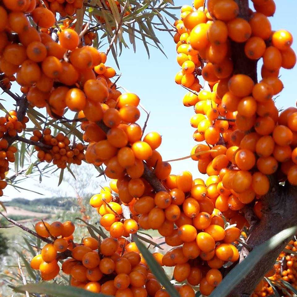 Облепиха (Hippophae) - Растения и Плод
