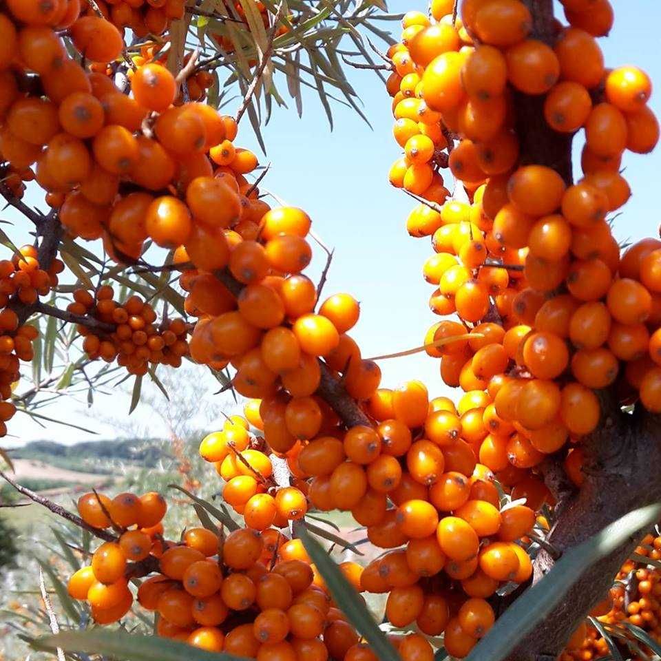 Облепиха (Hippophae)