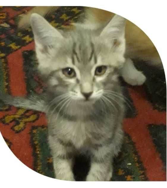 Котята от кошки мышеловки
