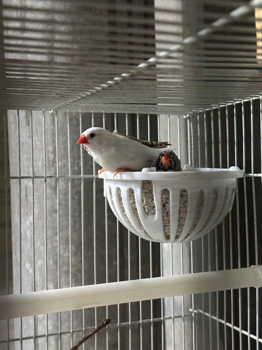 Птицы Амадинки продаються