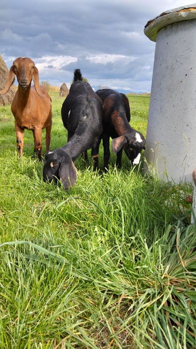 Vând 3iede anglo nubian