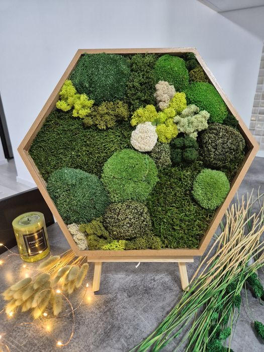 Tablouri hexagonale  muschi si licheni