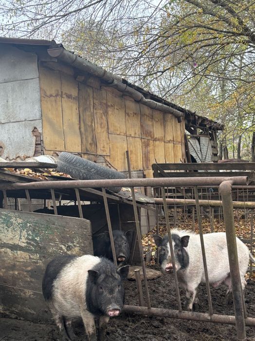 Vand, greutatea aproximativ 40 de kg