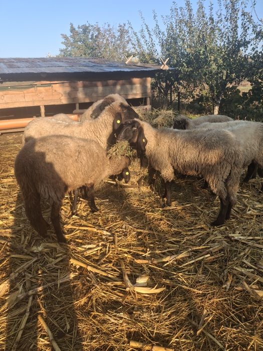 Oi la prima  fătare pana la a 3 fătare