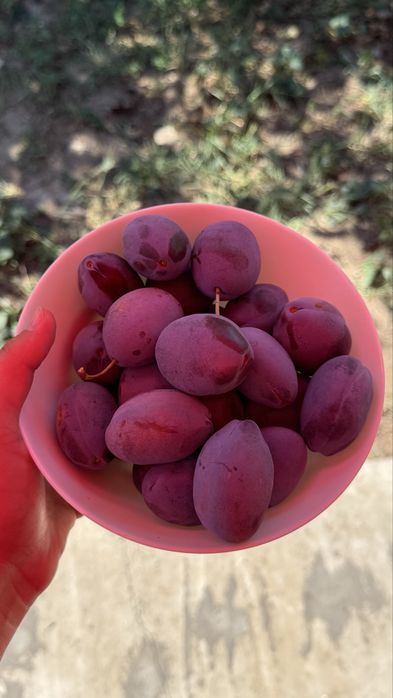 Vând prune Stanley - 7 lei/kg