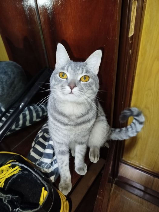 Продою   Кошку шотланский срочно