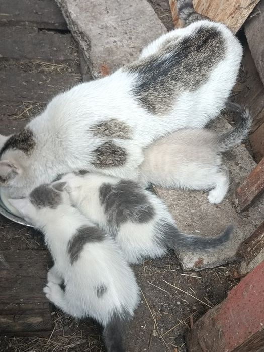 Дарю котят(крысыловы)