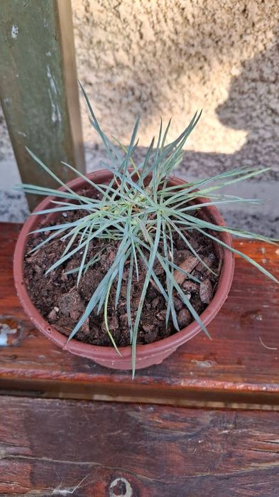 Цветя за балкона и градината. Цена от 0.50-15лв/бр