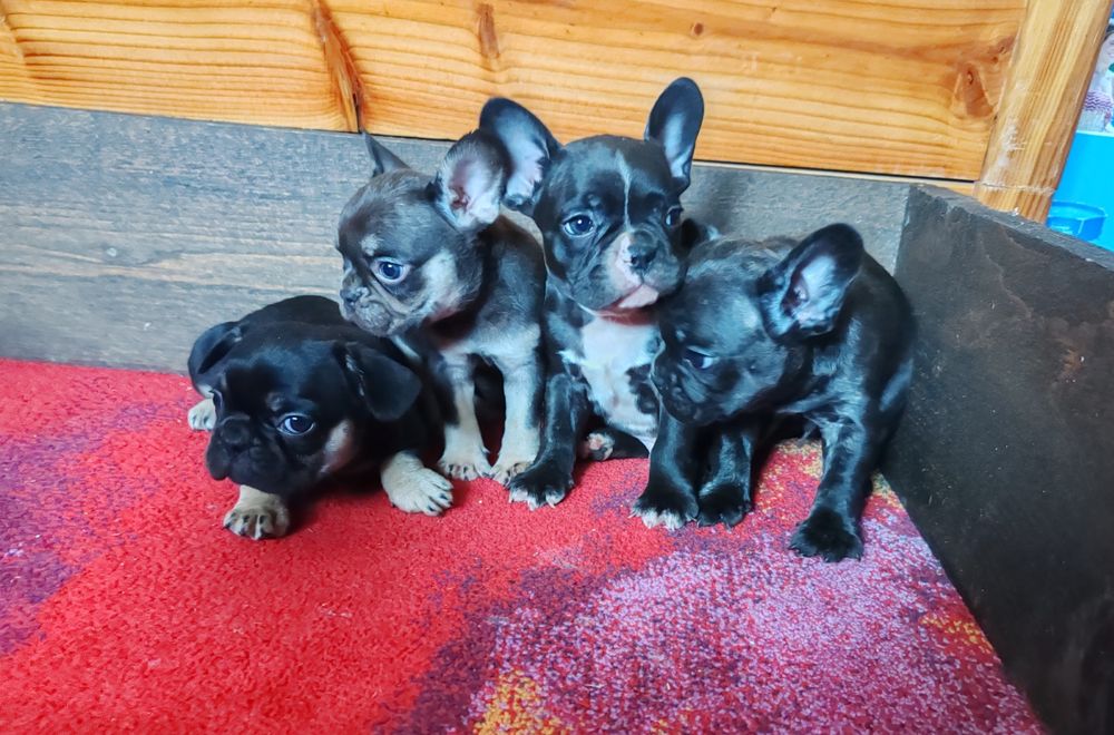 Френски   булдог