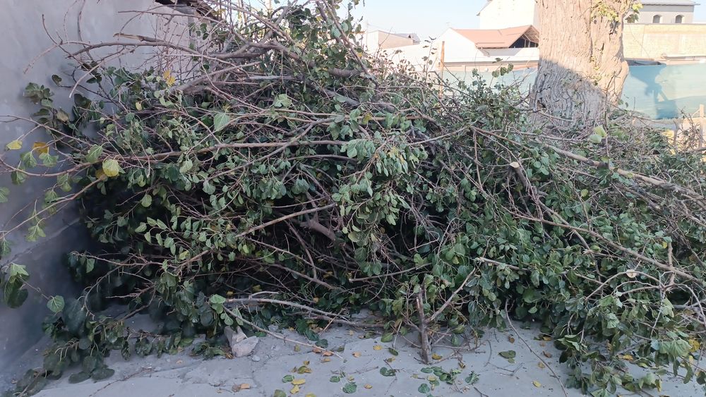 Ўтин шохшаба текинга.