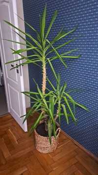 Planta de camera Yucca