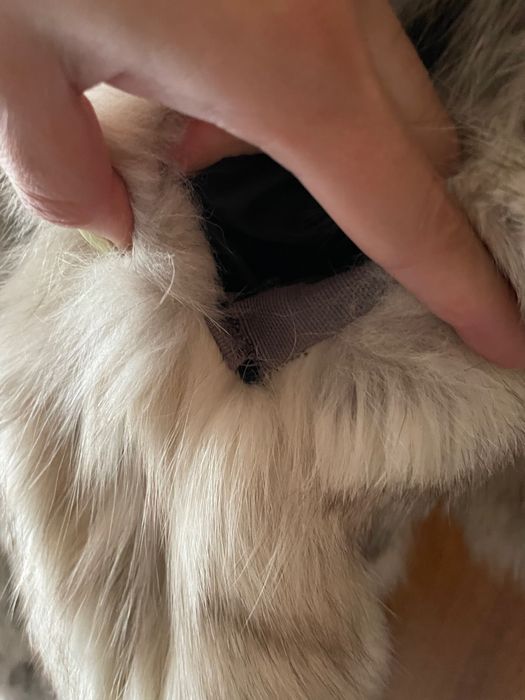 Палто от заешки косъм