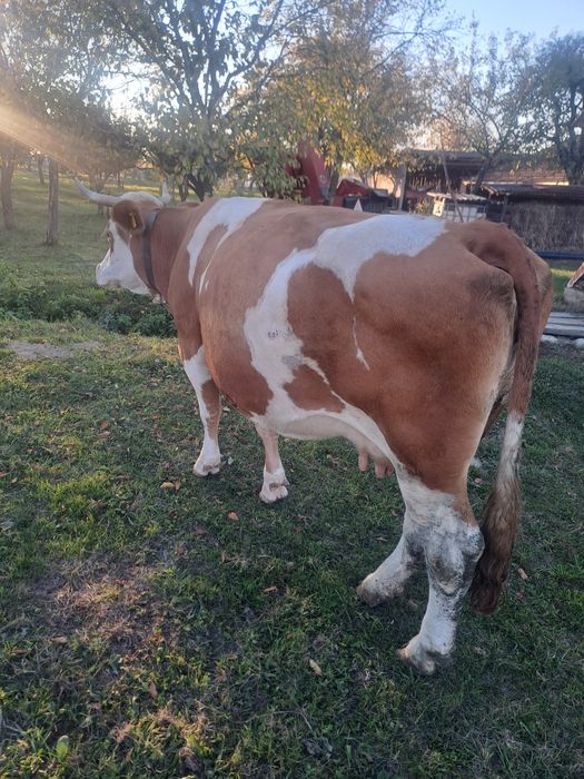 vând vacă bălțată gestantă de 8 luni