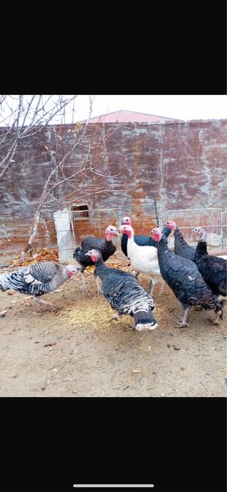 Күркетауықтар сатылады.