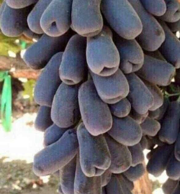 Мевали дарахт кучатлари - Саженцы плодовых деревьев