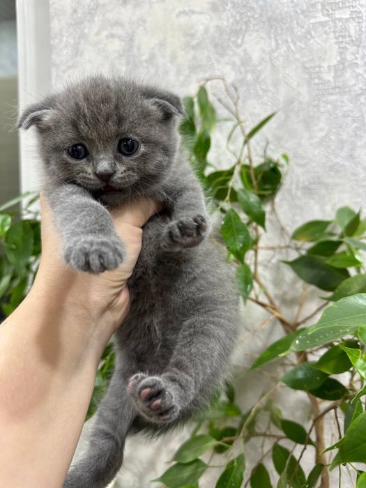 Продаются котята скотиш фолд от правильной вязки