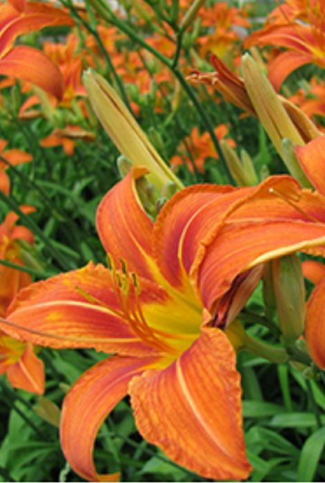 Ирис бял и жълт, хемерокалис,хризантеми