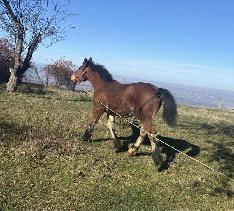 Mânz 4 luni pașaport  cip 7000lei