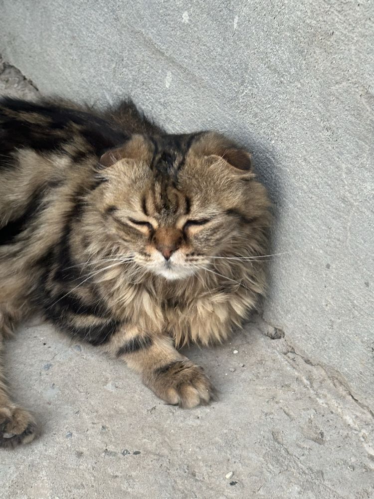 кошка красивая отдам даром чистая