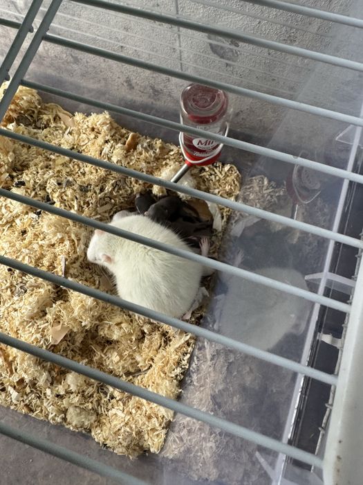 Donez soareci de companie